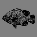 6" RULER W/ Bluegill Fish